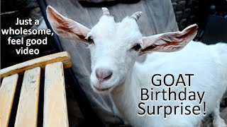 Goat Birthday Surprise!!!   EPIC CUTENESSSSSSSS