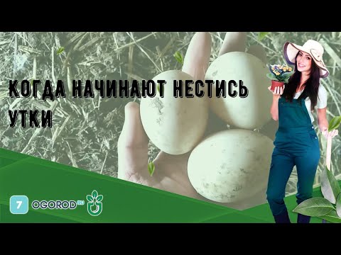 Когда начинают нестись утки в домашних условиях