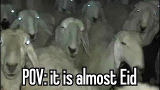Eid Al-Adha Lore 🐐✨