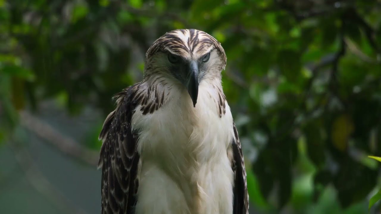 Nature | Rain Cinematic | 1080p HD |