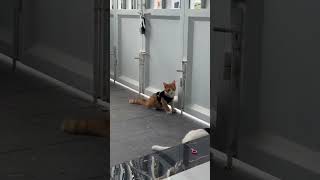 Cat's Escape Halted by Mounted Chopsticks