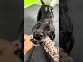 休日が雨だった時は愛犬と…!