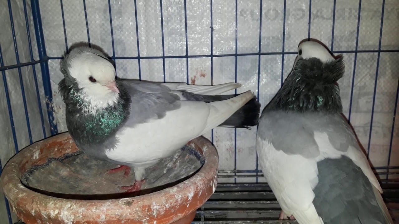Black Komorner Tumbler Pigeon খ ব স ন দর কব তর Youtube
