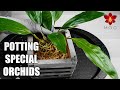 How I repot Orchids with pendant flower spikes - Stanhopea & Gongora Orchids