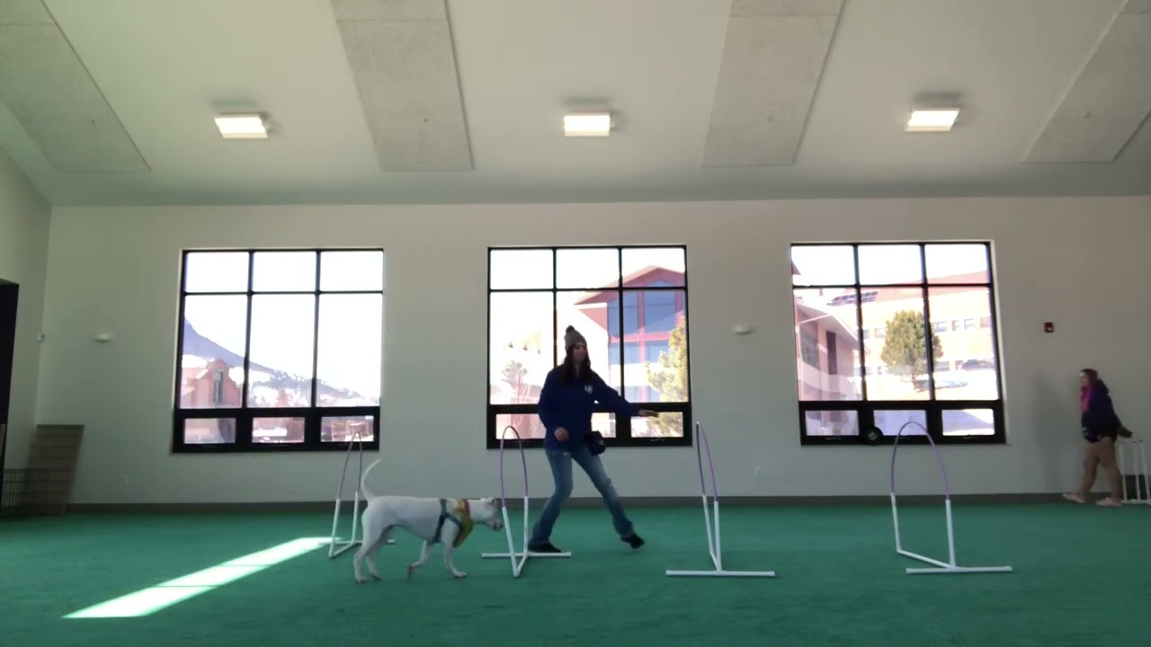 Cheese 2.4 Training Video