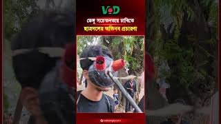 ডেঙ্গু সচেতনতায় ঢাবিতে ছাত্রদলের অভিনব প্রচারণা | Chatrodol | Dengue Awareness | VOD Bangla News