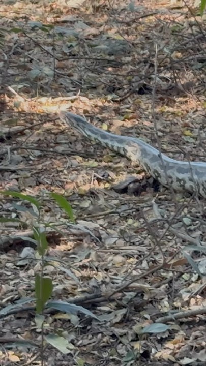 Python seen in a forest! - YouTube