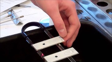 Microbiology: Immunofluorescence Detection of Bacteria