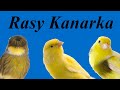 RASY KANARKA - Poradnik na temat kanarków #19