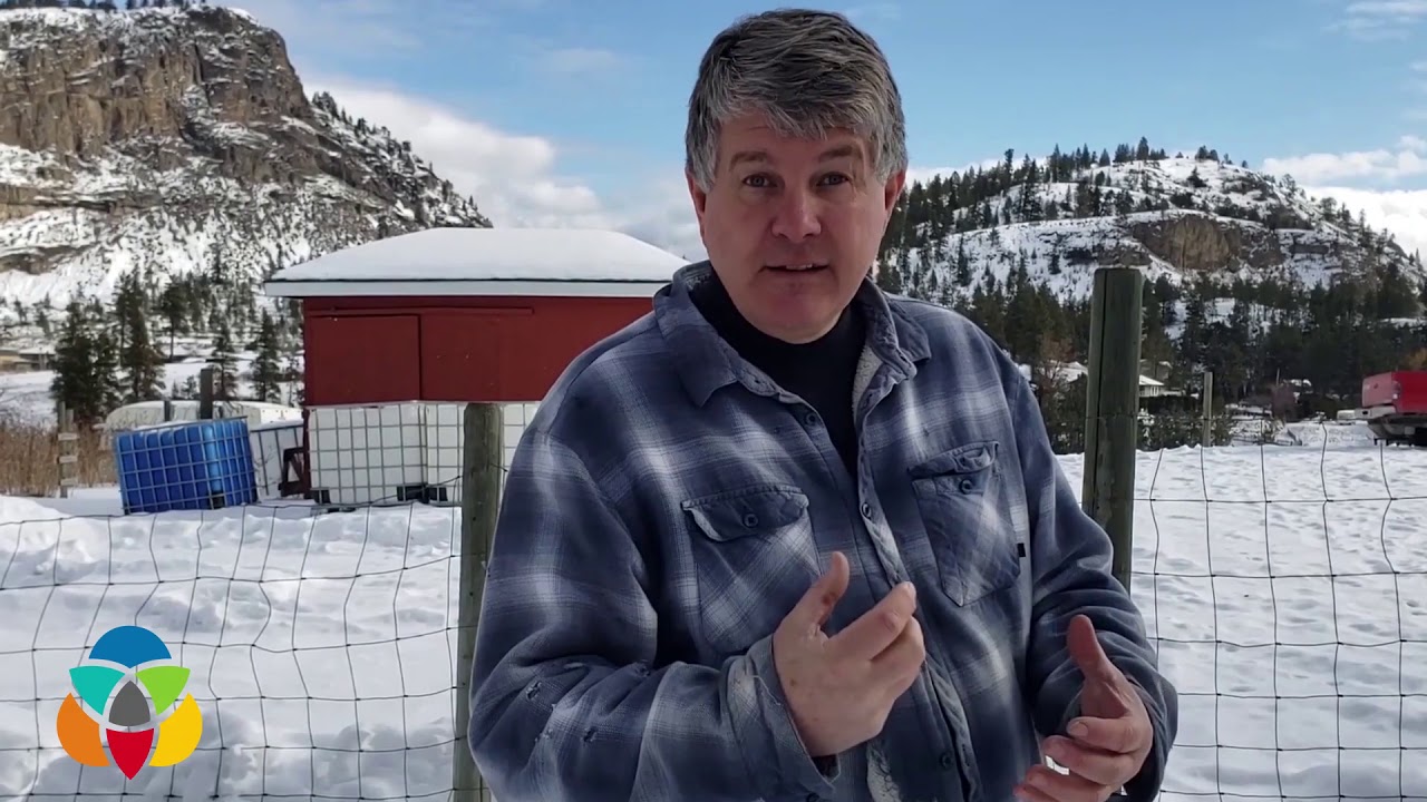 Production begins on maple syrup harvested from Okanagan trees