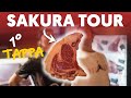 🔥Bistecche buonissime e dove trovarle - Prima Tappa del Sakura Tour