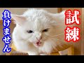【感謝】エマメへの励ましのお言葉、ありがとうございます