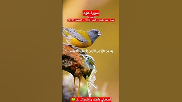 سورة هود/ تكفَّل الله برزق جميع ما دبَّ على وجه الأرض