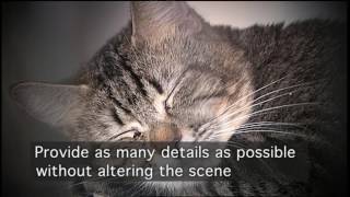 Animal Cruelty PSA