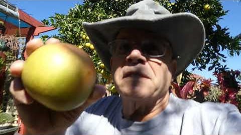 Star Ruby Red Grapefruit