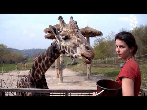 Video: Jak K Tomu Roztomilá žirafa