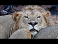 Three Male Lion close to De Laporte Waterhole in Kruger Park