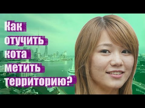 Как отучить кота метить территорию?