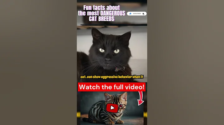 Video 10173941: mainecoon britishshorthair cat, britishshorthair britishlonghair, bengalcat britishshorthair, cat breed mainecoon, ragamuffin cat, cat breed kitten, cat breed facts, cat breed animals, highlander breed cat, cat fun kitten