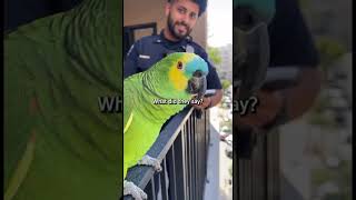 Parrot &amp; Cops -The Balcony Interrogation #parrot #police #shorts #cops