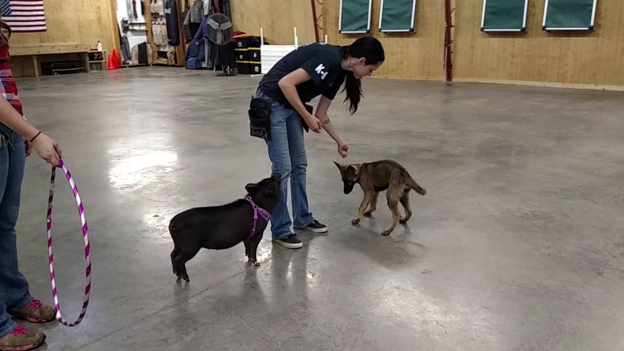 trump amazonia Chief The German Shepherd & Lilly The Pig Training & Development