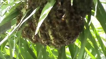 Beekeeping: Beehive on Palm Tree Removal.