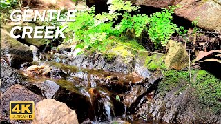 Gentle Flow of Water Over Rocks In a Small Creek With Green Moss And Plants On Creek Edge  Relaxing