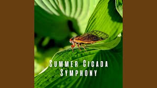 Long Cicada Serenade