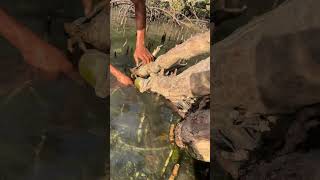 Amazing Cuttlefish Catching Skills | Fishing Adventure