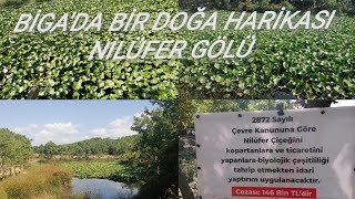 Biga Nilüfer gölü, Çanakkale Nilüfer gölü, Türkiye Nilüfer gölleri, Lotus lake, Lotus flower .