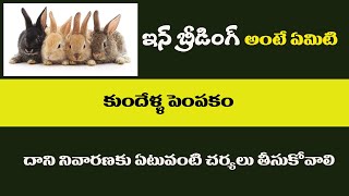 Inbreeding Problem in Rabbits || DS Rabbit Farm # Khammam