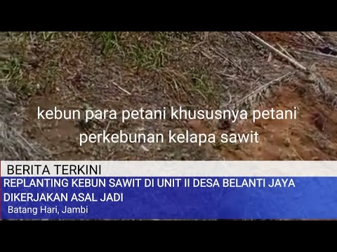 REPLANTING KEBUN SAWIT DI UNIT II DESA BELANTI JAYA DIKERJAKAN ASAL JADI