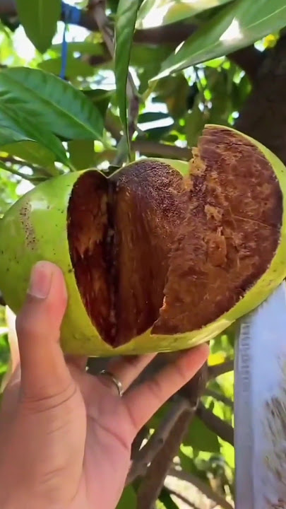 Buah black sapote #shorts #fruit #blacksapote