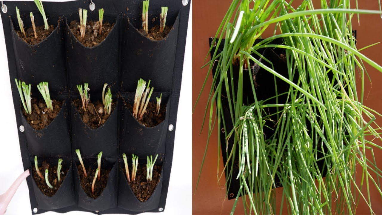 How to Grow Spring Onions from Cuttings in Pocket Hangers for Outdoor Wall Hanging at Home - YouTube
