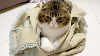 飼い主のカバンがどうしても気になる猫