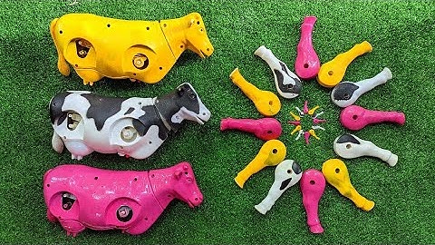 Menemukan sapi dan merakit sapi, sapi lucu, sapimo, sapi belang, sapi limosin, sapi warna warni