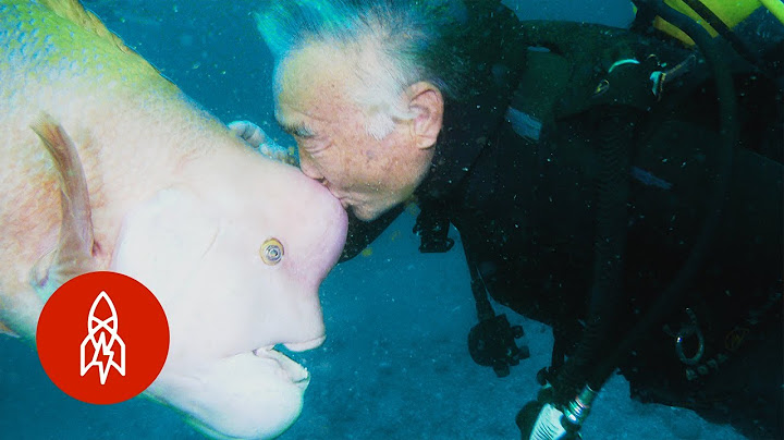 Kasih Sayang Akuatik: Bagaimana Seorang Penyelam Scuba Menemukan Teman Baik di Bawah Laut
