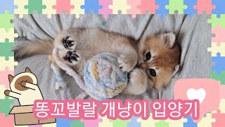 아기고양이 입양 후 2일 개냥이 골디를 만나다 #브리티쉬롱헤어 #시골여자 #kitten #새끼고양이