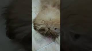 lhasa apso breed dog