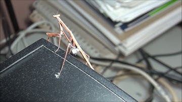 A rare albino praying mantis on my PC laptop