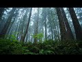 Misty Forest Ambience | Relaxation 🌲