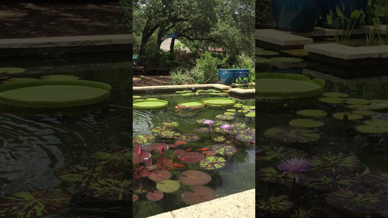 Betty Saenz At The Hill Country Water Gardens Nursery Youtube