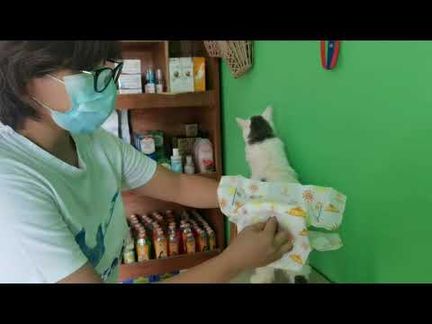 How to put diapers to the cat?