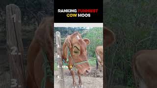 🐄🤣 The internet fails. The cow reacts.