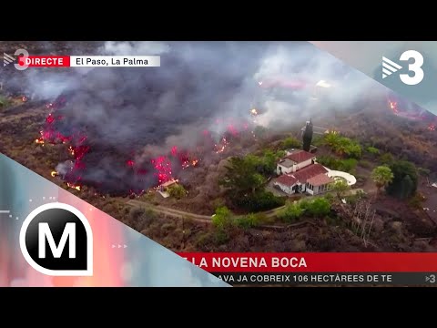 Vídeo: Gos Fa Fotos Amb La Càmera Desencadenada Per La Freqüència Cardíaca