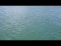 Dolphins Play in Port A