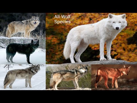 Video: Tipes en subspesies wolwe. Toendrawolf: beskrywing, eienskappe en habitat