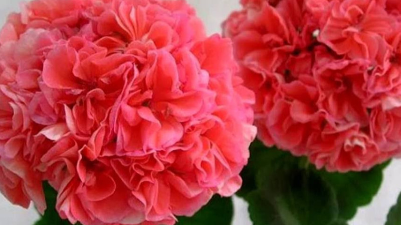 Онытыласым Килэ Кузляренэ Карап Ильнур Мусин