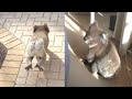 Koala Breaks Into House | Cutest Robber Ever