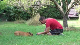 Quendy - French Bulldog For Sale